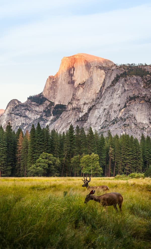 Mountain cliffs above a forest